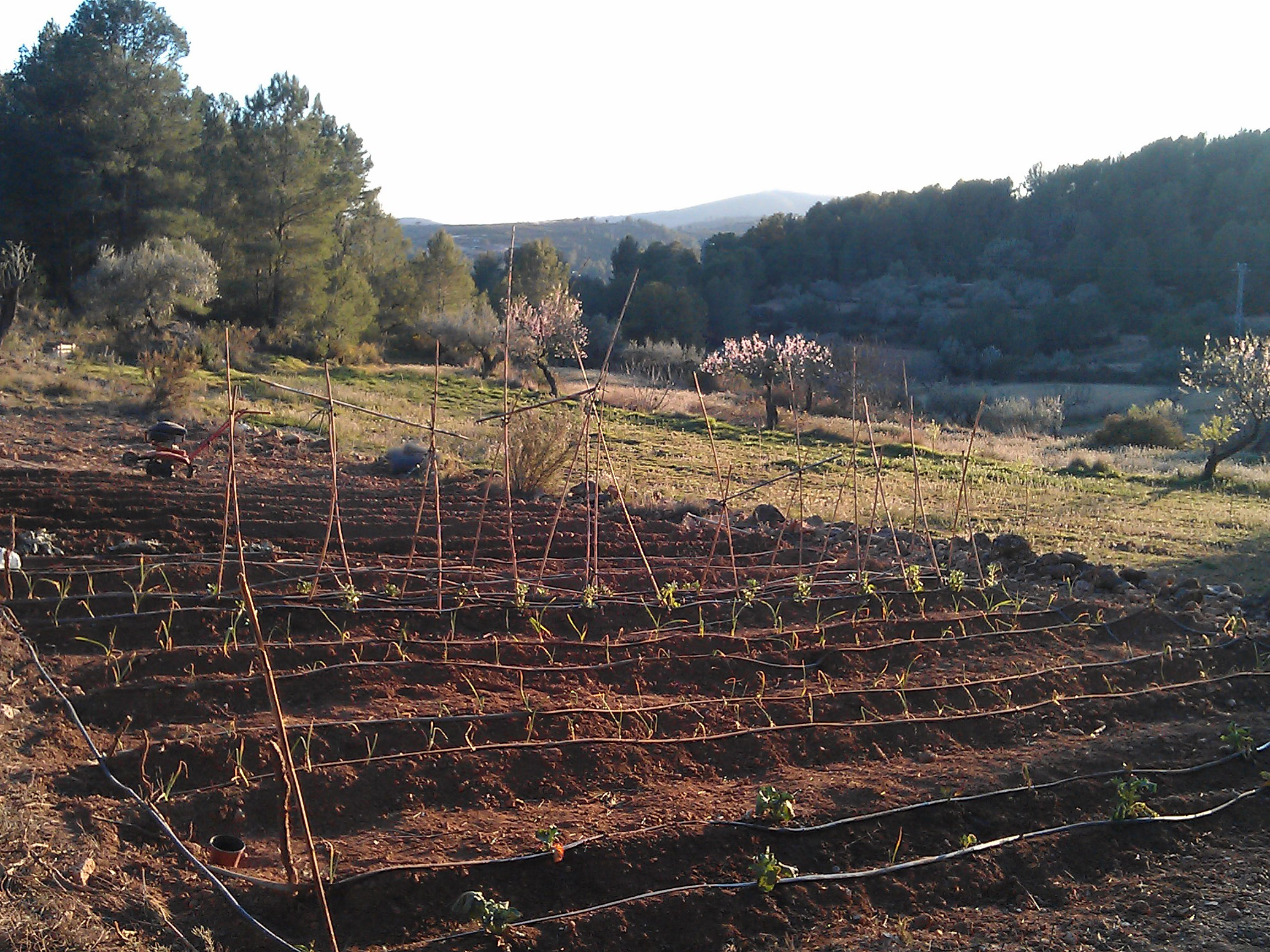 moestuin