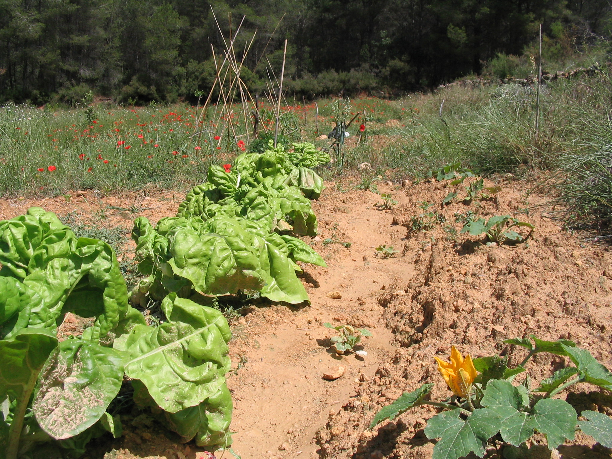 moestuin