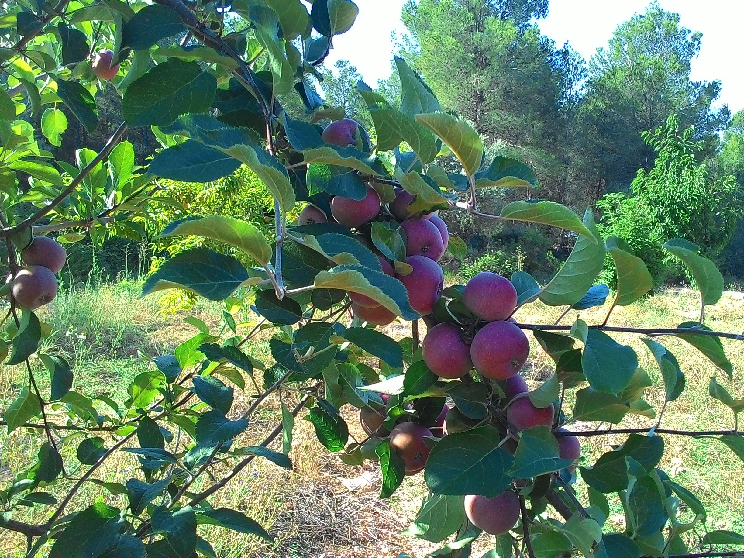 fruitbomen