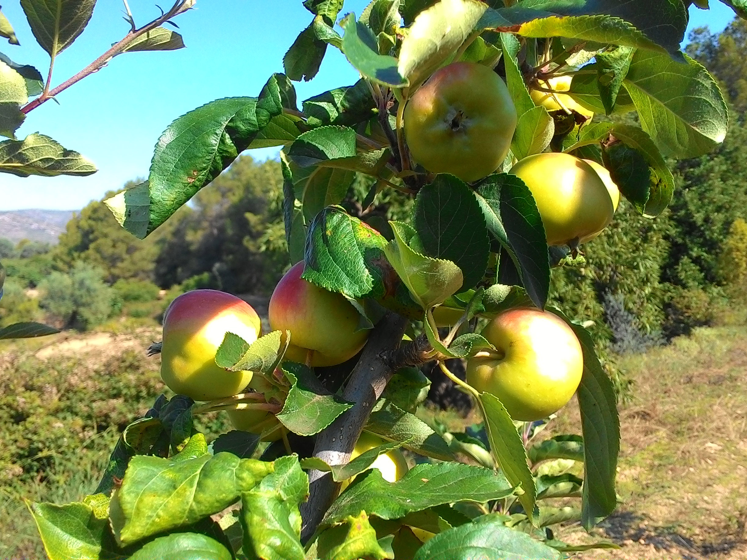 fruitbomen