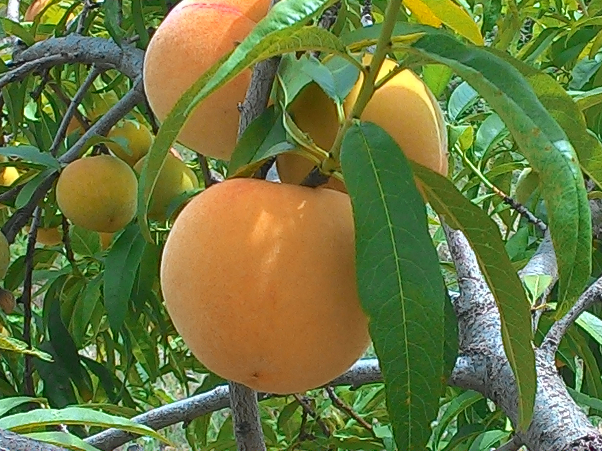 fruitbomen